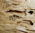 Drywood Termites