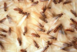 Termites